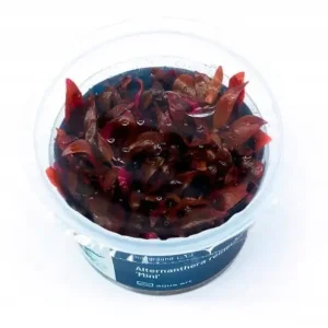 Bezpieczna płatność ALTERNANTHERA REINECKII MINI IN VITRO KUBEK 5cm