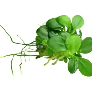 Anubias barteri "Mini Coin" IN-VITRO - 1 sadzonka / Ro艣liny akwariowe Wysoka jakość
