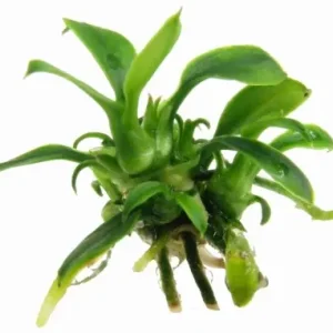 ANUBIAS sp. Pangolino SADZONKA Z IN VITRO AKWARIUM Premium