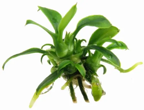 ANUBIAS sp. Pangolino SADZONKA Z IN VITRO AKWARIUM Premium