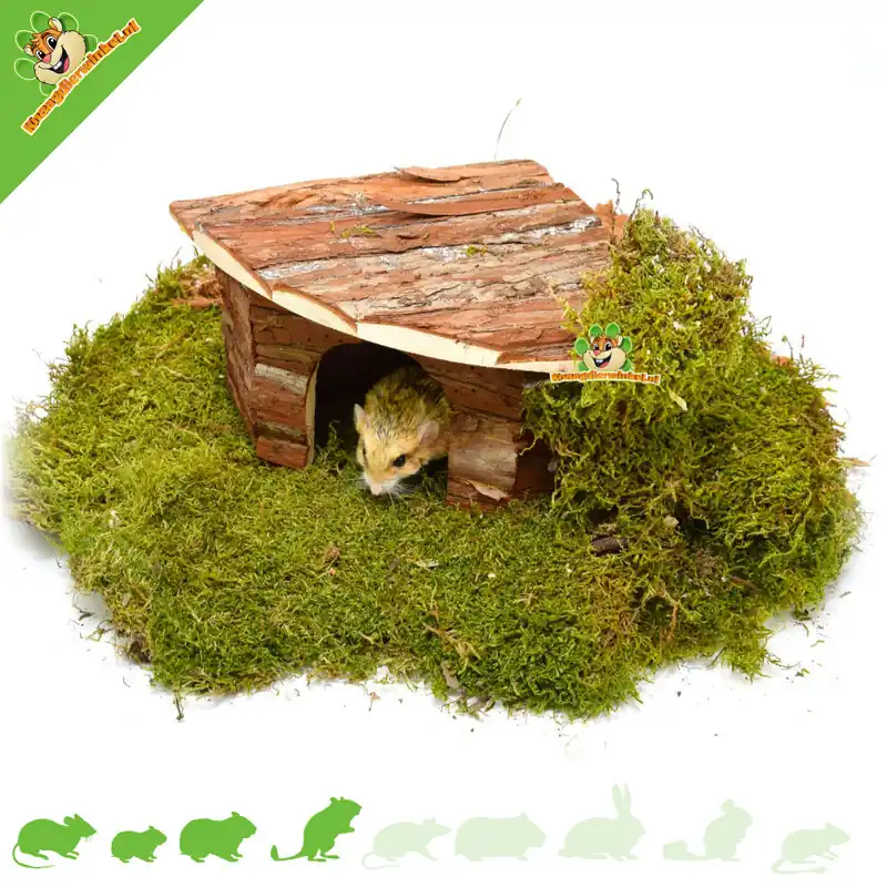 Domek narożny Jespera 32 cm dla myszy, chomików i myszoskoczków Szybka dostawa