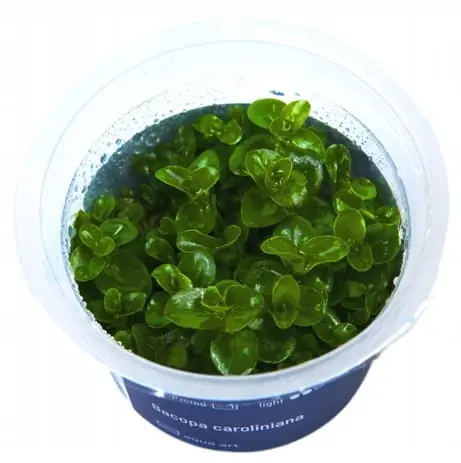 BACOPA CAROLINIANA IN-VITRO KUBEK 5cm Nowość
