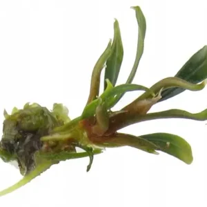 BUCEPHALANDRA sp. AQUA ARTICA Z IN-VITRO Zamów teraz