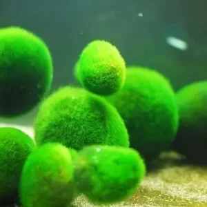 CLADOPHORA AEGAGROPHILA GA艁臉ZATKA KULISTA 4-5cm Oferta czasowa