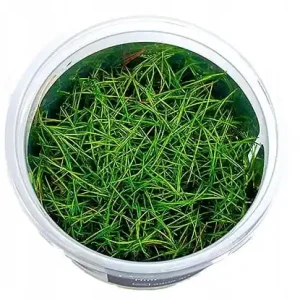 Wybór klientów ELEOCHARIS ACICULARIS MINI IN-VITRO KUBEK 5cm