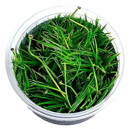 ERIOCAULON CINEREUM IN-VITRO KUBEK 5cm RO艢LINY Wyjątkowa oferta