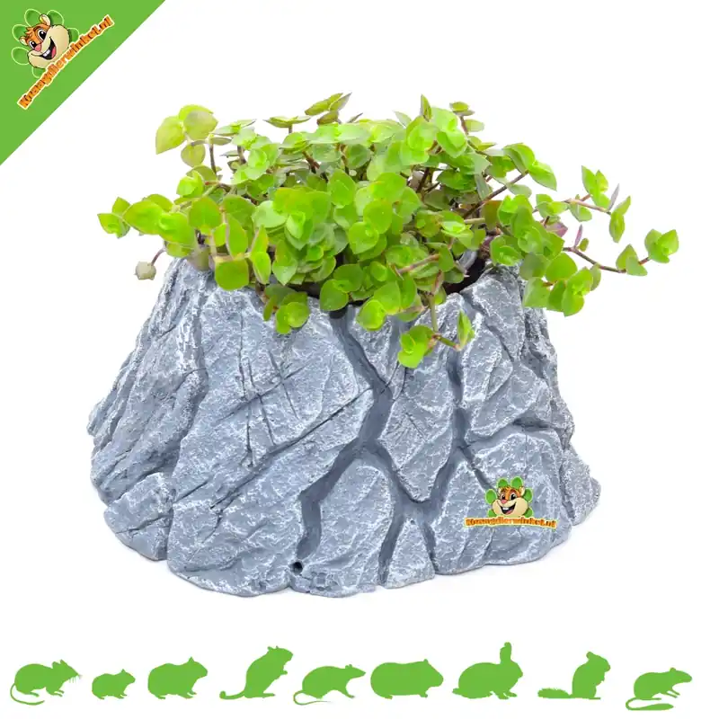 Darmowy zwrot Kamień do sadzenia chomików 24 cm