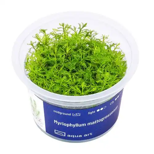 Do wyczerpania zapasów Myriophyllum mattogrossense - Ro艣liny do akwarium IN-VITRO KUBEK 5cm