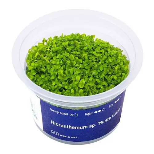 Najlepsza cena MICRANTHEMUM MONTE CARLO IN-VITRO KUBEK 5cm