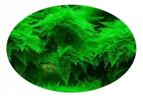 MECH AKWARIOWY CHRISTMASS MOSS VESICULARIA MONTAGNEI IN VITRO KUBEK 100ml Ostatnie sztuki