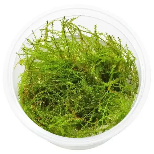 Sprawdź teraz MECH AKWARIOWY Plagiomnium affine - Pearl Moss IN VITRO Kubek 100ml