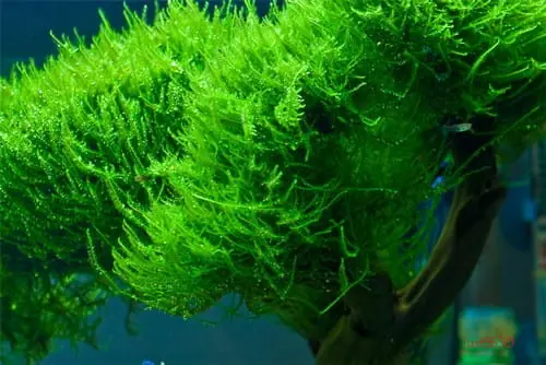MECH AKWARIOWY Vesicularia reticulata - Erect Moss - IN VITRO Kubek 100ml Szybka wysyłka