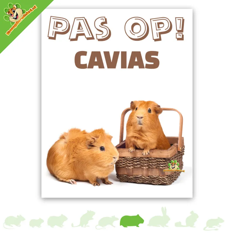 Bestseller Tablica obserwacyjna świnek morskich