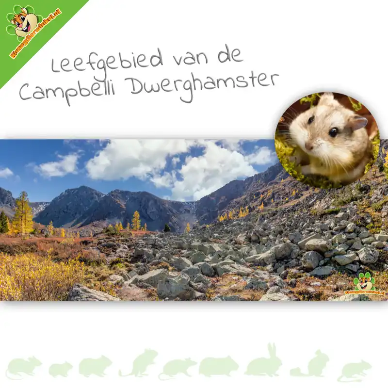 Tło HD do terrarium dla chomika karłowatego Campbella Dodaj do koszyka