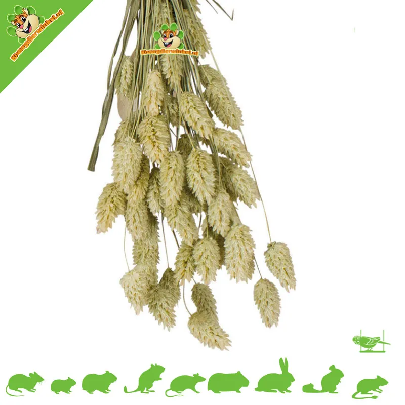 Nowość Canary Seed Harvest 20 gramów dla małych gryzoni i ptaków