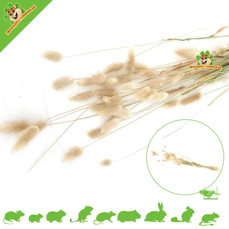 Hare‘s Tail Harvest 100 gramów dla gryzoni i ptaków Kup teraz