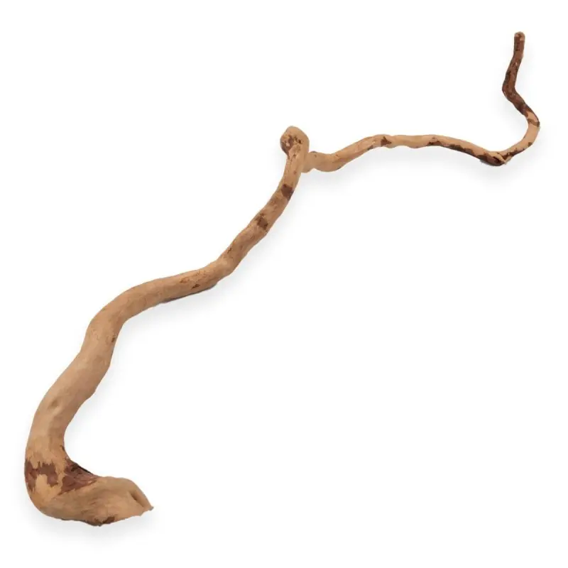 Gałązka Korzenia Japońskiego Red Moor Wood Premium