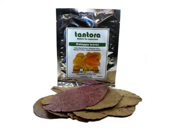 TANTORA CATTAPA LEAVES -M- Liście Ketapangu 10szt Sprawdź teraz