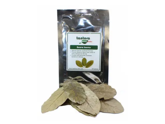 TANTORA GUAVA LEAVES Liście Guawy 10szt Super okazja
