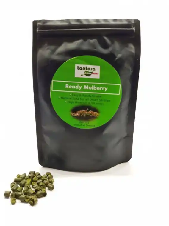 Dostępne od ręki Tantora Mulberry Stick Morwa 30g pokarm jakość