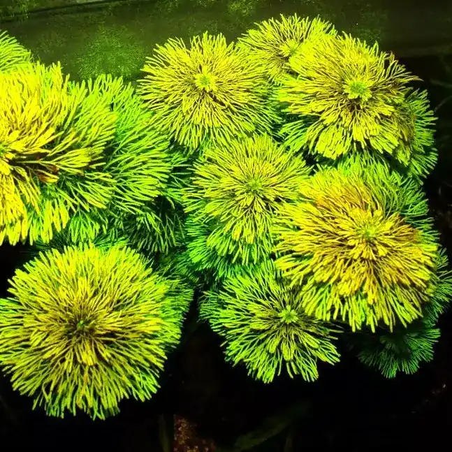 Limnophila sessiliflora - RA koszyk duży XXL Szybka wysyłka