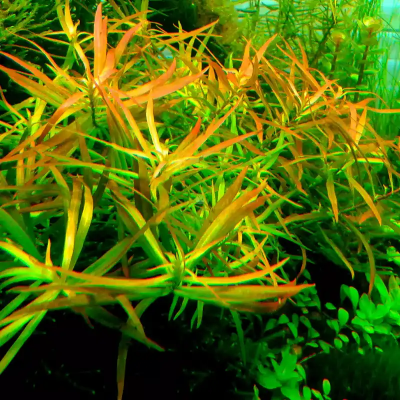 Bezpieczne zakupy Ludwigia brevipes - RA koszyk duży XXL