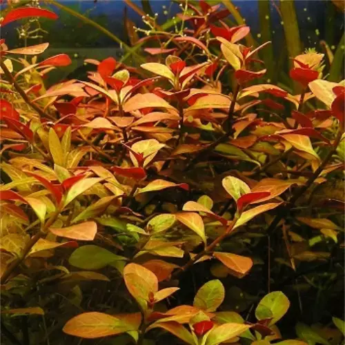 Ludwigia repens - RA koszyk duży XXL Oferta czasowa