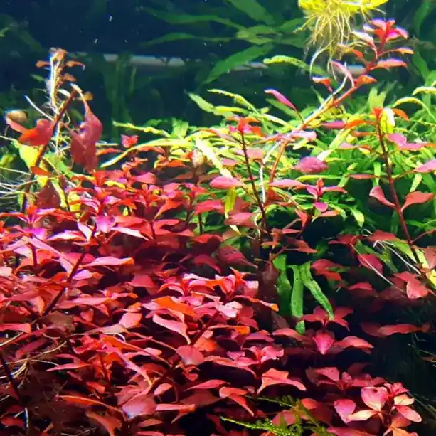 Ludwigia repens RED - RA koszyk XXL Rabat