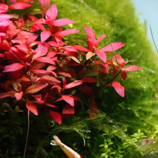 Ludwigia sp. MINI Super Red - RA koszyk XXL Zamów teraz