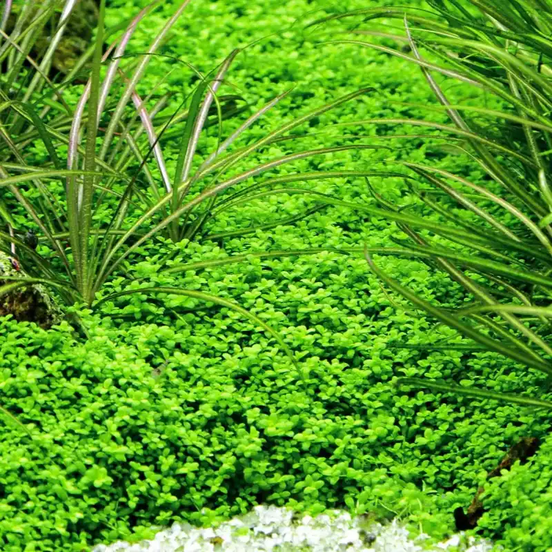 Micranthemum callitrichoides/Hemianthus callitrichoides CubaTROPICA (koszyk) Do wyczerpania zapasów