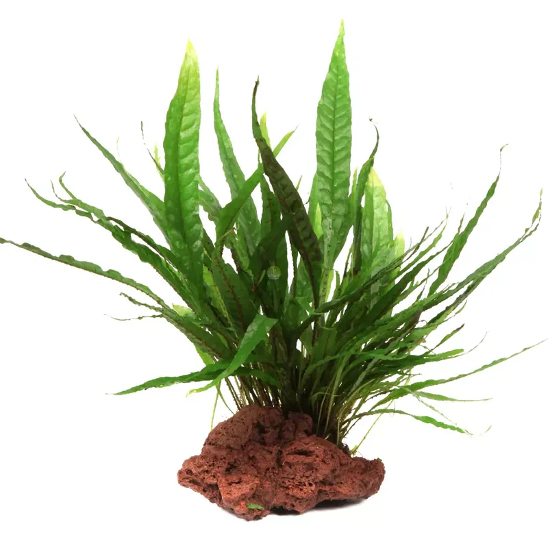 Oferta Microsorum pteropus na lawie - TROPICA