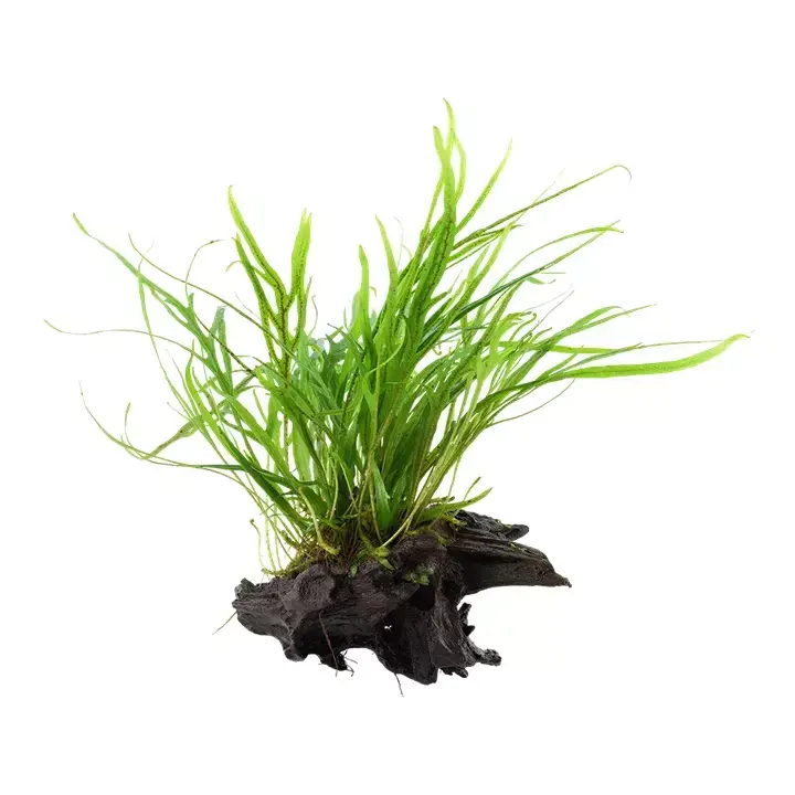 Microsorum pteropus Trident na korzeniu - TROPICA Sprawdź teraz