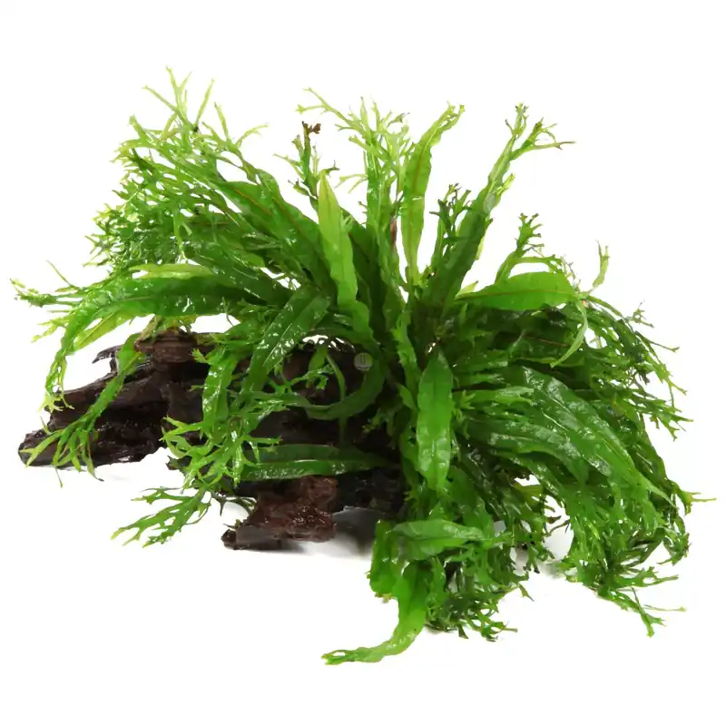 Okazja Microsorum pteropus Windelov na korzeniu - TROPICA