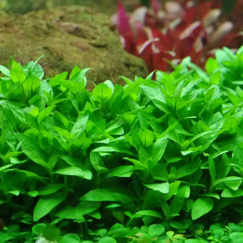 Staurogyne repens - RA koszyk duży XXL Okazja