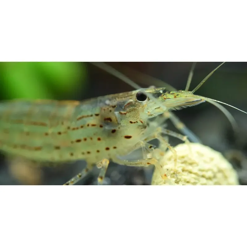 Ostatnie sztuki Caridina Japonica M