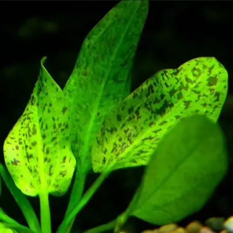 Echinodorus leopard - RA koszyk XXL Dodaj do koszyka