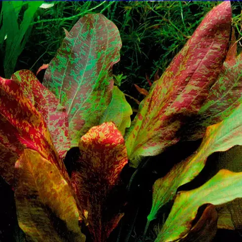 Echinodorus Red Flame - RA koszyk duży XXL Rabat