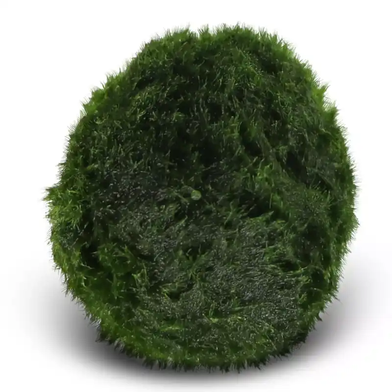 Eco Plant Marimo Ball Moss - gałęzatka 2 - 4cm Zniżka