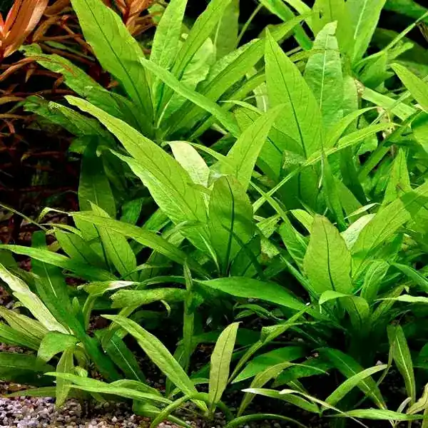 Darmowy zwrot Hygrophila corymbosa species - RA koszyk XXL