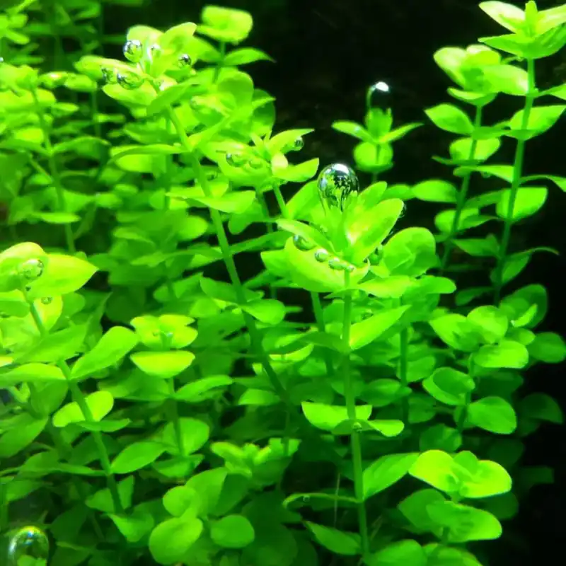 Ograniczona ilość Micranthemum umbrosum - RA koszyk duży XXL
