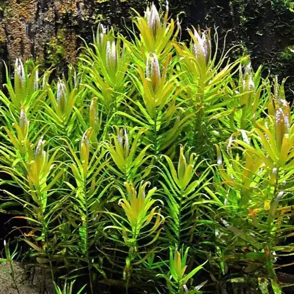 Nesaea pedicellata - RA koszyk duży XXL Szybka dostawa
