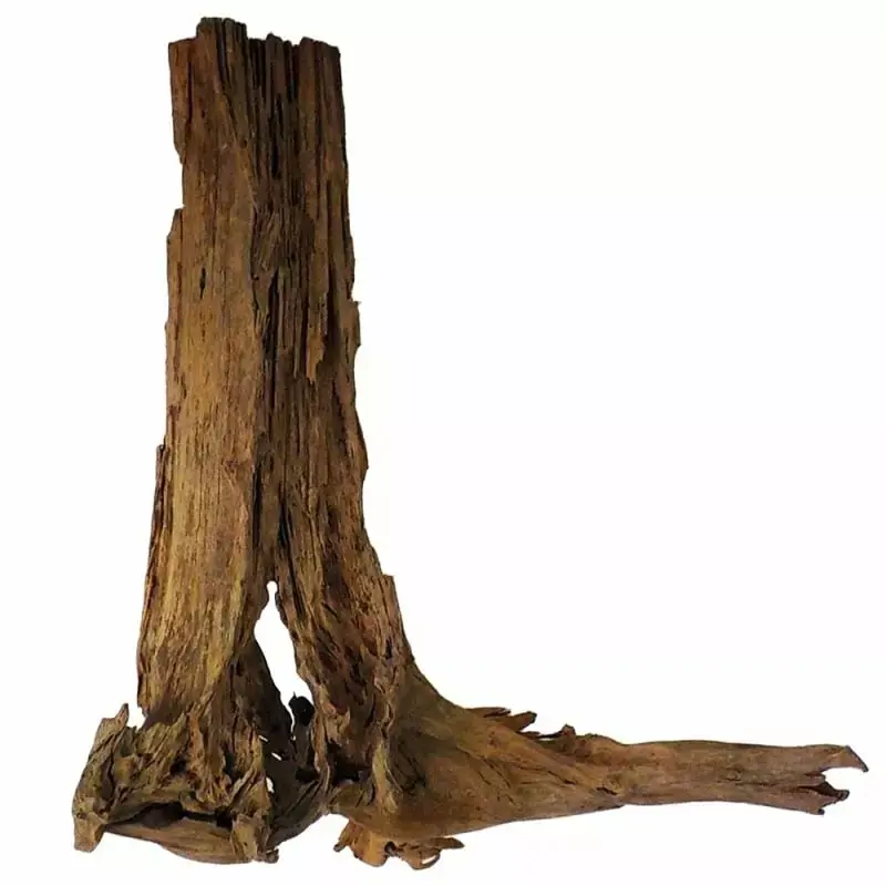 Promocja Philippines Classic Driftwooddrzewo mangrowca z wody XXL 70cm - 110cm