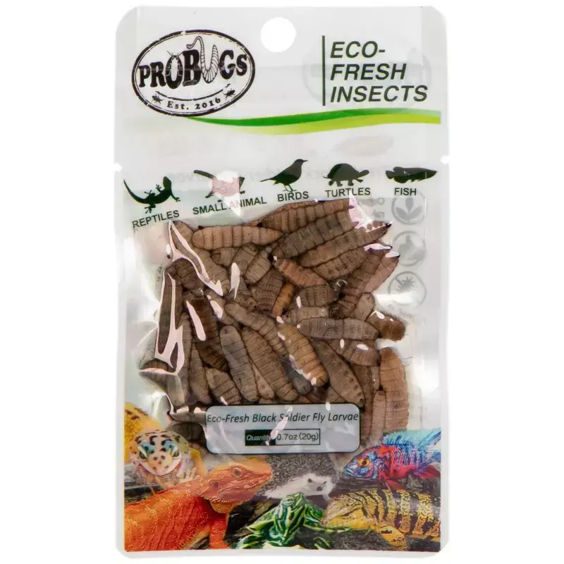 Premium ProBugs Eco-Fresh Black Solider Fly Larvae 20gświeże larwy muchy czarnej