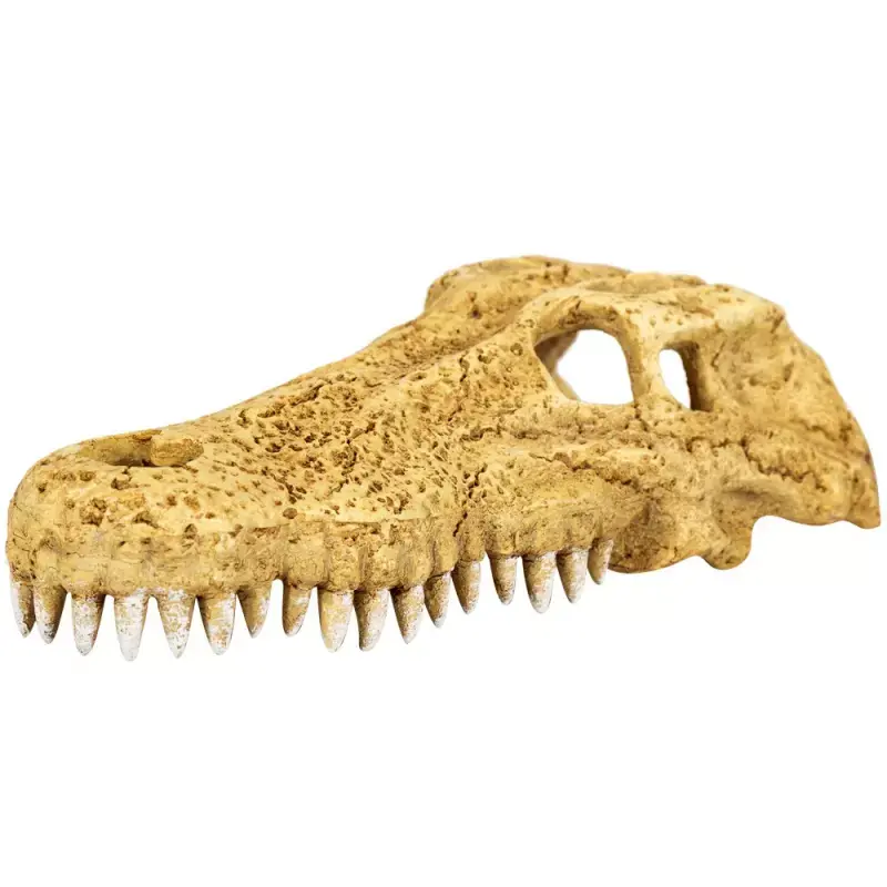Wybór klientów Repti-Zoo Crocodile Skull Sozdobna czaszka krokodyla