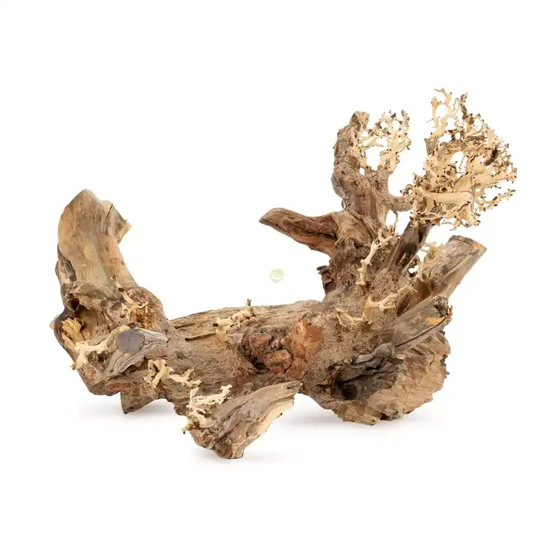 Tonące drzewo Bonsai nr 50 60x40cm Łatwy zwrot