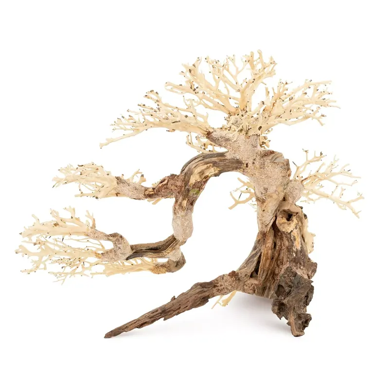 Tonące drzewo Bonsai nr 63 75x45cm Tylko do końca tygodnia