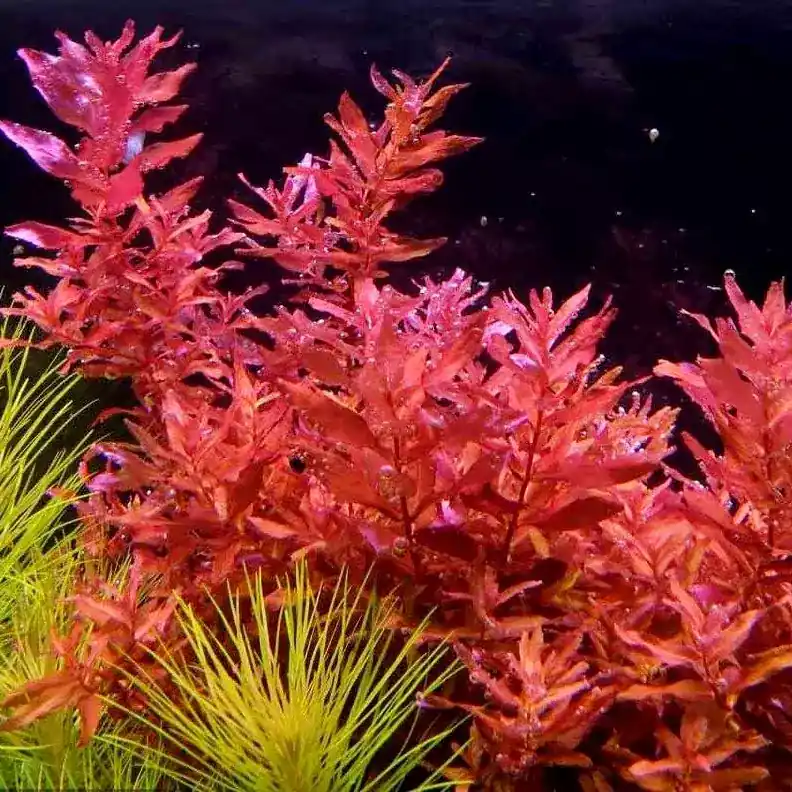 Tylko do końca tygodnia Rotala macrandra - RA koszyk XXL