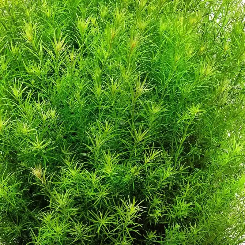 Rotala nanjenshan - RA koszyk XXL Bezpieczne zakupy