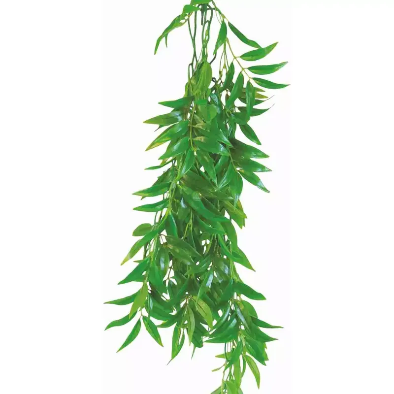 Roślina terrarium Ficus Longifolia 70cm Ekspresowa dostawa