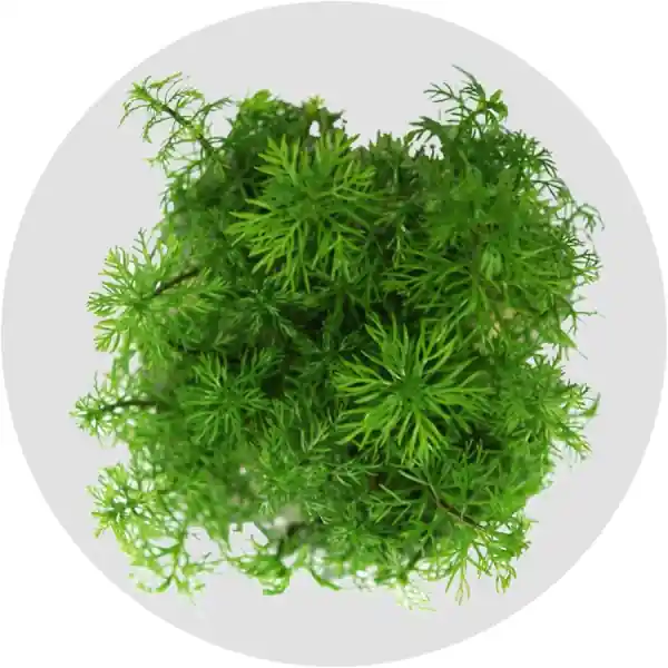IN-VITRO Myriophyllum Elatinoides Snowflake - Wysoka roślina łodygowa Łatwa w uprawie Najlepsza cena